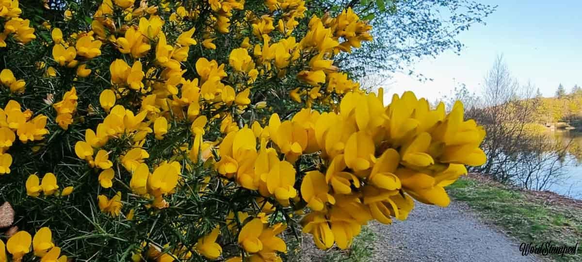 Common Gorse