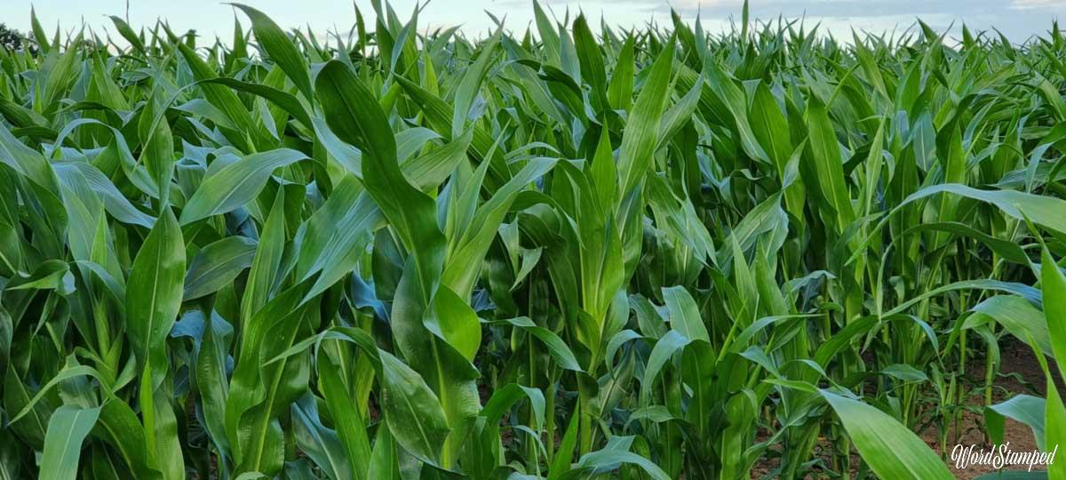 Field of maize