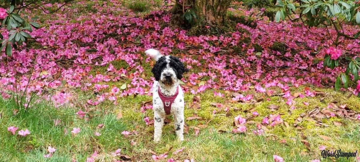 Hund in Blütenblättern